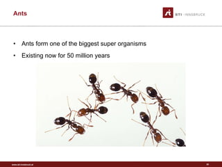 Ants form one of the biggest super organisms Existing now for 50 million years Ants 