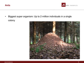 Biggest super organism: Up to 2 million individuals in a single colony Ants 