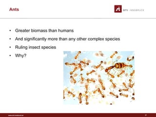 Greater biomass than humans And significantly more than any other complex species Ruling insect species Why? Ants 