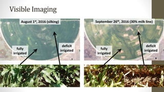 Visible Imaging
deficit
irrigatedfully
irrigated
deficit
irrigatedfully
irrigated
August 1st, 2016 (silking) September 26th, 2016 (30% milk line)
 