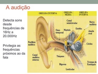 A audição
Detecta sons
desde
frequências de
16Hz a
20.000Hz
Privilegia as
frequências
próximos ao da
fala

 