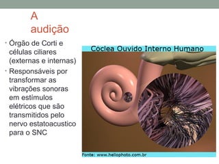 A
audição
• Órgão de Corti e

células ciliares
(externas e internas)
• Responsáveis por
transformar as
vibrações sonoras
em estímulos
elétricos que são
transmitidos pelo
nervo estatoacustico
para o SNC

 