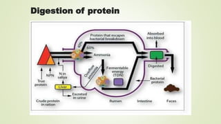 Protein Rumen RUDP and RDP.pptx rumin degradable protein | PPTX