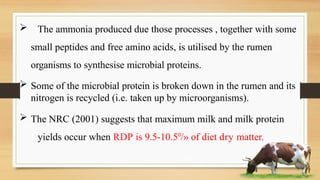 Protein Rumen Rumen Undegradable protein, Rumen Degradable protein & Non-Protein ...