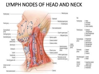lymph nodes in face diagram