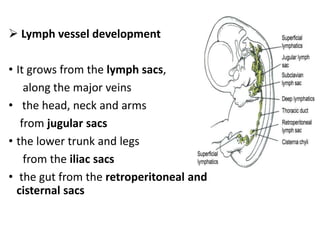 Lymphatic Sac Development lymphatics of face | PPTX