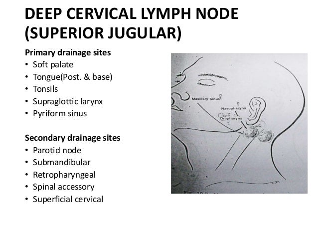 lymphatics of face