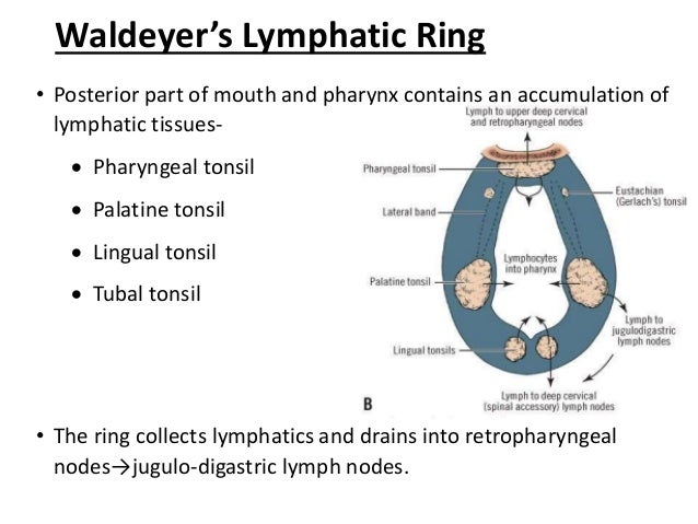 Waldeyers Ring Diagram