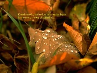 Kartais atrodo, kad ruduo, nukritusiais lapais
barsto mūsų sielose gilią išmintį...
 