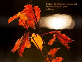 Ruduo - tai antrasis pavasaris, kai
kiekvienas lapas - gėlė.
A.Kamiu
 