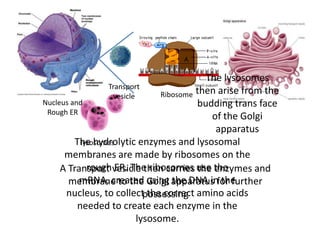 The hydrolytic enzymes and lysosomal
membranes are made by ribosomes on the
rough ER. The ribosomes use the
mRNA, created using the DNA in the
nucleus, to collect the correct amino acids
needed to create each enzyme in the
lysosome.
Nucleus and
Rough ER
Ribosome
Transport
vesicle
A Transport vesicle then carries the enzymes and
membrane to the Golgi apparatus for further
possessing
lysosomes
The lysosomes
then arise from the
budding trans face
of the Golgi
apparatus
 