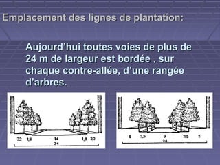 Emplacement des lignes de plantation:
Aujourd’hui toutes voies de plus de
24 m de largeur est bordée , sur
chaque contre-allée, d’une rangée
d’arbres.

 