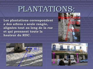 PLANTATIONS:
Les plantations correspondent
a des arbres a seule rangée,
alignées tout au long de la rue
et qui prennent toute la
hauteur du RDC.

 