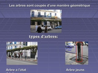 Les arbres sont coupés d’une manière géométrique

types d’arbres:

Arbre a l’état

Arbre jeune.

 