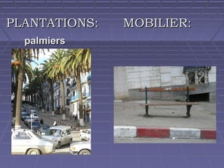PLANTATIONS:
palmiers

MOBILIER:

 