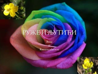 Rosa
     &
Ranunculaceae
 