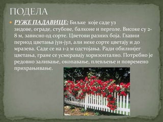  РУЖЕ ПАДАВИЦЕ: Биљке које саде уз
 зидове, ограде, стубове, балконе и перголе. Високе су 2-
 8 м, зависно од сорте. Цветови разних боја. Главни
 период цветања јун-јул, али неке сорте цветају и до
 мразева. Саде се на 1-2 м одстојања. Ради обилнијег
 цветања, гране се усмеравају хоризонтално. Потребно је
 редовно заливање, окопавање, плевљење и повремено
 прихрањивање.
 