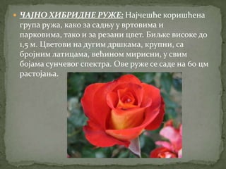  ЧАЈНО ХИБРИДНЕ РУЖЕ: Најчешће коришћена
 група ружа, како за садњу у вртовима и
 парковима, тако и за резани цвет. Биљке високе до
 1,5 м. Цветови на дугим дршкама, крупни, са
 бројним латицама, већином мирисни, у свим
 бојама сунчевог спектра. Ове руже се саде на 60 цм
 растојања.
 