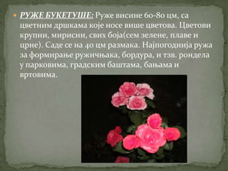  РУЖЕ БУКЕТУШЕ: Руже висине 60-8о цм, са
 цветним дршкама које носе више цветова. Цветови
 крупни, мирисни, свих боја(сем зелене, плаве и
 црне). Саде се на 40 цм размака. Најпогоднија ружа
 за формирање ружичњака, бордура, и тзв. рондела
 у парковима, градским баштама, бањама и
 вртовима.
 