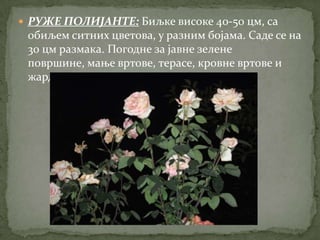  РУЖЕ ПОЛИЈАНТЕ: Биљке високе 40-50 цм, са
 обиљем ситних цветова, у разним бојама. Саде се на
 30 цм размака. Погодне за јавне зелене
 површине, мање вртове, терасе, кровне вртове и
 жардињере.
 