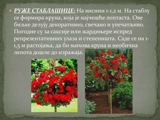  РУЖЕ СТАБЛАШИЦЕ: На висини 1-1,2 м. На стаблу
 се формира круна, која је најчешће лоптаста. Ове
 биљке делују декоративно, свечано и упечатљиво.
 Погодне су за саксије или жардињере испред
 репрезентативних улаза и степеништа. Саде се на 1-
 1,5 м растојања, да би њихова круна и необична
 лепота дошле до изражаја.
 
