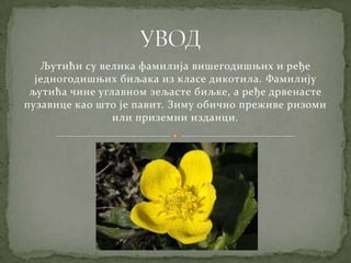 Љутићи су велика фамилија вишегодишњих и ређе
  једногодишњих биљака из класе дикотила. Фамилију
 љутића чине углавном зељасте биљке, а ређе дрвенасте
пузавице као што је павит. Зиму обично преживе ризоми
                или приземни изданци.
 