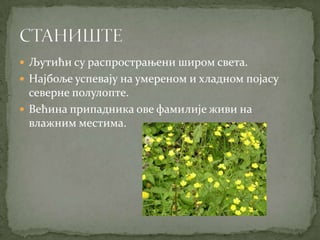  Љутићи су распрострањени широм света.
 Најбоље успевају на умереном и хладном појасу
  северне полулопте.
 Већина припадника ове фамилије живи на
  влажним местима.
 