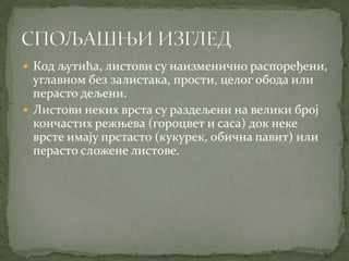  Код љутића, листови су наизменично распоређени,
  углавном без залистака, прости, целог обода или
  перасто дељени.
 Листови неких врста су раздељени на велики број
  кончастих режњева (гороцвет и саса) док неке
  врсте имају прстасто (кукурек, обична павит) или
  перасто сложене листове.
 