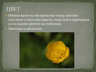  Већина врста из ове фамилије имају цветове
  скупљене у неки вид цвасти, мада има и примерака
  са по једним цветом на стабљици.
 Цветови су двополни.
 