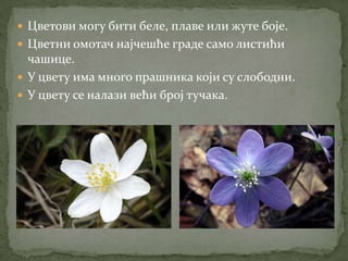  Цветови могу бити беле, плаве или жуте боје.
 Цветни омотач најчешће граде само листићи
  чашице.
 У цвету има много прашника који су слободни.
 У цвету се налази већи број тучака.
 