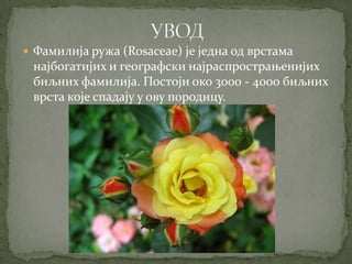 Фамилија ружа (Rosaceae) је једна од врстама
 најбогатијих и географски најраспрострањенијих
 биљних фамилија. Постоји око 3000 - 4000 биљних
 врста које спадају у ову породицу.
 