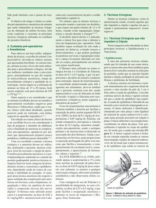 bido pode diminuir com o passar do tempo.
O objetivo do artigo é relatar os cuidados pré-operatórios e anestésicos de animais
que serão submetidos às técnicas cirúrgicas de obtenção de rufiões bovinos, bem
como explicitar e comentar as principais
técnicas cirúrgicas utilizadas no cotidiano
da pecuária brasileira.
2. Cuidados pré-operatórios
e Anestésicos
Para obter-se um bom rufião, independente da técnica, a escolha do animal é imprescindível, devendo-se indicar animais
que apresentam boa libido. Ao mesmo tempo, animais jovens e leves são mais indicados para o procedimento cirúrgico, devido
aos melhores resultados trans e pós-cirúrgicos, principalmente no que diz respeito
às transcorrências anestésicas, tempo de
procedimento cirúrgico e qualidade de cicatrização. Assim sugere-se a utilização de
animais na faixa de 15 a 20 meses, bom
escore corporal, com peso máximo de 250
a 270 kg2,3,8,21.
Outro aspecto a ser considerado é que
os animais escolhidos devem ser testados e
apresentarem resultados negativos para
Brucelose e Tuberculose, sendo que o exame clínico individual detalhado, quando
possível, pode ser realizado, com ênfase
especial no aparelho reprodutivo14,17.
Em relação ao exame clínico do bovino
a ser escolhido leva-se em consideração o
tipo de prepúcio e tamanho do abdômen,
com a finalidade de amenizar as complicações pós-operatórias, optando-se por animais que apresentassem prepúcio pouco
penduloso e abdômen pouco distendido12,14.
Uma vez escolhido o animal, a técnica
cirúrgica e a anestesia devem ser indicadas, analisando o paciente, destreza cirúrgica, local de execução e equipe de apoio.
O melhor procedimento anestésico é a neuroleptoanalgesia, mantendo-se o animal em
posição quadrupedal, porém as técnicas cirúrgicas factíveis nesta categoria de procedimento seriam a vasectomia e epididectomia, dependendo ainda do tronco de contenção e habilidade do cirurgião. A vantagem desta técnica anestésica diz respeito a
quase nulidade das complicações pós anestésicas em bovinos, como timpanismo, regurgitação e falsa via, paralisia do nervo
radial e compressão nervosa dos nervos
digitais9. O fármaco mais utilizado nestes
casos é a acepromazina, na dose de 0,02 a
0,1 mg/kg/IM e anestesia local com Lido-

caína sem vasoconstrictor da pele e cordão
espermático (optativo).
No entanto, para as demais técnicas é
necessário manter o paciente em decúbito,
o que requer um jejum mínimo de 12 a 18
horas, visando evitar regurgitação, timpanismo e micção durante a cirurgia10,19,21.
O decúbito lateral direito é o indicado,
assim o rúmen fica para cima e diminui o
risco de timpanismo pós- operatório. Todo
decúbito requer avaliação do solo onde o
paciente irá deitar-se, evitando troncos e
desnivelamentos, o que podem predispor
às paralisias nervosas e regurgitação (manter a cabeça levemente abaixada em relação ao corpo), principalmente em animais
com jejum insuficiente.
O fármaco mais utilizado na rotina cirúrgica bovina é o Cloridrato de Xilazina,
na dose de 0,1 a 0,5 mg/kg, o que vai proporcionar o decúbito do animal e condições
para contenção. Apesar do miorrelaxamento exacerbado proporcionado pelo alfa 2
agonista aos ruminantes, deve-se lembrar
que o paciente continua com dor, sendo
imprescindível o uso de lidocaína na linha
de incisão. A opção é a lidocaína sem vasoconstrictor, evitando-se assim isquemia e
deiscência de pontos10,15.
O uso de acepromazina concomitante à
Xilazina também é descrita por facilitar a
exposição do pênis, porém segundo SILVA
et al. (2002), na dose de 0,1 mg/kg de Acepromazina e 0,05 mg/kg de Xilazina, em
estudo comparativo com apenas a xilazina
na dose de 0,2 mg/kg, aumentou complicações pós-operatórias, sendo o prolapso
peniano e de mucosa mais evidenciado na
associação dos dois fármacos. Ainda, a acepromazina em bovinos, pode proporcionar
a exposição prolongada do pênis e/ou mucosa, que facilita o ressecamento, o comprometimento da circulação local e, conseqüentemente, o aparecimento de ferimentos, edema e isquemia 18.
Já LEITE RIBEIRO et al. (1984), utilizando apenas a acepromazina a 1% como
meio auxiliar na exposição de pênis bovino, na dose de 0,035 mg/kg de peso corporal, sem submeter os animais a qualquer
intervenção cirúrgica, obtiveram resultados
satisfatórios e não observaram efeitos colaterais.
Uma vantagem do uso da Xilazina é a
possibilidade de antagonista, no caso a Ioimbina, na dose de 0,25 a 0,5 mg/kg, o que
pode facilitar a recuperação anestésica e
diminuir os riscos de timpanismo e Bloqueio Átrio Ventricular .

3. Técnicas Cirúrgicas
Dentre as técnicas cirúrgicas, como já
anteriormente citado, existem aquelas que
não impedem a cópula e aquelas em que a
cópula é praticamente impossível. Assim
segue-se:
3.1. Técnicas Cirúrgicas que não
impedem à Cópula
Nesta categoria serão abordadas as duas
principais técnicas: a Epididectomia e a
Vasectomia.
• Epididectomia
É uma das primeiras técnicas citadas,
sendo que foi retirada de uso como única,
pois os touros têm uma forte tendência para
desenvolver vesiculite seminal ou infecções
de genitália, sendo que ao ejacular líquido
durante a cópula, predispõe às infecções nas
fêmeas e problemas de fertilidade.
A técnica consiste em tracionar o testículo manualmente até o segmento distal do
escroto e uma incisão da pele de 3 cm é
feita sobre a cauda do epidídimo. A incisão
continua através da túnica vaginal comum
até que a cauda do epidídimo seja expelida. A cauda do epidídimo é liberada da sua
inserção com o testículo empregando-se tesouras. O ducto deferente é identificado,
clampeado por uma pinça e uma ligadura
de material de sutura inabsorvível é colocada numa posição proximal em relação à
pinça. O ducto deferente é seccionado transversalmente na altura da pinça. Este procedimento é repetido no corpo do epidídimo, de modo que a cauda seja retirada (Figura 1). A túnica vaginal comum é fechada em camada separada usando-se suturas
interrompidas simples de material inabsorvível, de tal modo que a parte remanescente do epidídimo seja retida no interior da

Corpo do
epidídimo
Ducto
deferente

Cauda do epidídimo
Figura 1: Método de retirada do epidídimo
(Fonte: TURNER & McILWRAITH,1985)

 