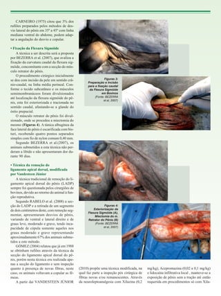 CARNEIRO (1975) citou que 3% dos
rufiões preparados pelos métodos de desvio lateral do pênis em 35º a 45º com linha
mediana ventral do abdome, podem adaptar a angulação do desvio e copular.
• Fixação da Flexura Sigmóide
A técnica a ser descrita será a proposta
por BEZERRA et al. (2007), que avaliou a
fixação da curvatura caudal da flexura sigmóide, concomitante com a secção do músculo retrator do pênis.
O procedimento cirúrgico inicialmente
se deu com incisão da pele em sentido crânio-caudal, na linha média perineal. Conforme o tecido subcutâneo e os músculos
semimembranáceos foram divulsionados
até localização da flexura sigmóide do pênis, esta foi exteriorizada e tracionada no
sentido caudal, afastando-se a glande do
óstio prepucial.
O músculo retrator do pênis foi divulsionado, onde se procedeu a miectomia do
mesmo (Figuras 4). A túnica albugínea da
face lateral do pênis é escarificada com bisturi, recebendo quatro pontos separados
simples com fio de nylon comum 0,40 mm.
Segundo BEZERRA et al.(2007), os
animais submetidos a esta técnica não perderam a libido e não apresentaram dor durante 90 dias.
• Técnica da remoção do
ligamento apical dorsal, modificada
por Vandesteen Júnior
A técnica tradicional de remoção do ligamento apical dorsal do pênis (LADP)
sempre foi questionada pelos cirurgiões de
bovinos, devido ao retorno do animal à função reprodutiva.
Segundo RABELO et al. (2008) a secção do LADP e a retirada de um segmento
de dois centímetros deste, com remoção segmentar, apresentaram desvios de pênis,
variando de ventral e lateral direito e de
graus leve, moderado e grave, tendo incapacidade de cópula somente aqueles nos
graus moderado e grave representando
aproximadamente 67% dos animais submetidos a este método.
GÓMEZ (2004) relatou que já em 1988
se obtinham rufiões através da técnica da
secção do ligamento apical dorsal do pênis, porém nesta técnica era realizada apenas a secção do ligamento e sem inspeção
quanto à presença de novas fibras, neste
caso, os animais voltavam a copular as fêmeas.
A partir daí VANDESTEEN JÚNIOR

Figuras 3:
Preparação e Incisão
para a fixação caudal
da Flexura Sigmóide
em Bovinos
(Fonte: BEZERRA
et al, 2007)

Figuras 4:
Exteriorização da
Flexura Sigmóide (A),
Miectomia do m.
Retrator do Pênis (B)
(Fonte: BEZERRA
et al, 2007)

(2010) propõe uma técnica modificada, na
qual faz parte a inspeção pós cirúrgica de
fibras novas e/ou remanescentes. Através
da neuroleptoanalgesia com Xilazina (0,2

mg/kg), Acepromazina (0,02 a 0,1 mg/kg)
e lidocaína infiltrativa local , manteve-se a
exposição de pênis sem a tração até então
requerida em procedimentos só com Xila-

 