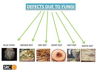 BLUE STAIN BROWN ROT DRY ROT HEART ROT WET ROT WHITE ROT
 