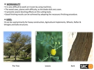  WORKABILITY
• It is very difficult to work on it even by using machines.
• The wood saws, planes with difficulty, as the blade dulls very soon.
• It presents severe blunting effects on the cutting tools.
• Good finishing results can be achieved by adopting the necessary finishing procedure.
 USES:
•It can be used primarily for heavy construction, Agricultural Implements, Wheels, Rafter &
Shingles and Sofa structures.
The Tree Leaves Bark
 