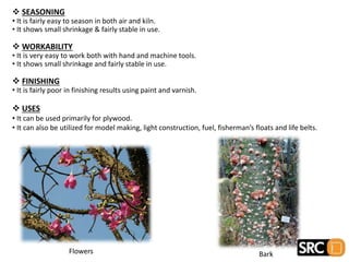  SEASONING
• It is fairly easy to season in both air and kiln.
• It shows small shrinkage & fairly stable in use.
 WORKABILITY
• It is very easy to work both with hand and machine tools.
• It shows small shrinkage and fairly stable in use.
 FINISHING
• It is fairly poor in finishing results using paint and varnish.
 USES
• It can be used primarily for plywood.
• It can also be utilized for model making, light construction, fuel, fisherman’s floats and life belts.
Flowers Bark
 