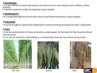 SEASONING
• It is very difficult to season and requires very extra care as it may undergo severe collapse, surface
checking.
• It present moderate to high shrinkage due to gum pockets.
WORKABILITY
• It is moderately difficult to work with it due to interlocked and presence of gum pockets.
FINISHING
• It can be brought to a good finish adopting the necessary finishing procedure but takes a high polish.
USES
• It can be used primarily for heavy construction, pulp & paper, for flooring & for fiber & particle Board
manufacturing.
• It can also be utilized for ship building, as a mining timber, charcoal, fuel and for furniture also.
The Tree Leaves Bark
 