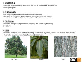 SEASONING
• It can be seasoned easily both in air and kiln at a moderate temperature.
• It warps slightly.
WORKABILTY
• It is very easy to work with hand and machine tools.
• It is easy to saw, plane, bore, mortise, sand, glue, nail and screws.
FINISHING
• It can be brought to a good finish adopting the necessary finishing
procedure.
USES
• It can be primarily used for boat building, commercial plywood, veneer and musical instruments.
• It can also be utilized for cheap furniture (indoor use).
The Tree Leaves Bark
 
