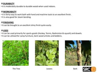 DURABILTY
• It is moderately durable to durable wood when used indoors.
WORKABILTY
• It is fairly easy to work both with hand and machine tools to an excellent finish.
• It is also good for steam bending.
FINISHING
• It can be brought to an excellent shiny finish quite easily.
USES
• It can be used primarily for sports goods (Hockey, Tennis, Badminton & squash) and dowels.
• It can be utilized for camp furniture, bent wood articles and bobbins.
The Tree Leaves Bark
 