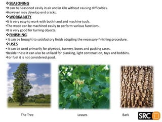 SEASONING
•It can be seasoned easily in air and in kiln without causing difficulties.
•However may develop end cracks.
WORKABILTY
•It is very easy to work with both hand and machine tools.
•The wood can be machined easily to perform various functions.
•It is very good for turning objects.
FINISHING
• It can be brought to satisfactory finish adopting the necessary finishing procedure.
USES
• It can be used primarily for plywood, turnery, boxes and packing cases.
•Beside these it can also be utilized for planking, light construction, toys and bobbins.
•For fuel it is not considered good.
The Tree Leaves Bark
 