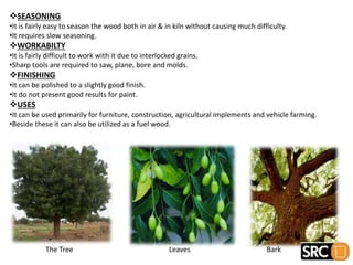 SEASONING
•It is fairly easy to season the wood both in air & in kiln without causing much difficulty.
•It requires slow seasoning.
WORKABILTY
•It is fairly difficult to work with it due to interlocked grains.
•Sharp tools are required to saw, plane, bore and molds.
FINISHING
•It can be polished to a slightly good finish.
•It do not present good results for paint.
USES
•It can be used primarily for furniture, construction, agricultural implements and vehicle farming.
•Beside these it can also be utilized as a fuel wood.
The Tree Leaves Bark
 