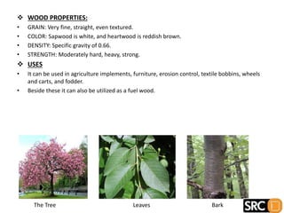  WOOD PROPERTIES:
• GRAIN: Very fine, straight, even textured.
• COLOR: Sapwood is white, and heartwood is reddish brown.
• DENSITY: Specific gravity of 0.66.
• STRENGTH: Moderately hard, heavy, strong.
 USES
• It can be used in agriculture implements, furniture, erosion control, textile bobbins, wheels
and carts, and fodder.
• Beside these it can also be utilized as a fuel wood.
The Tree Leaves Bark
 