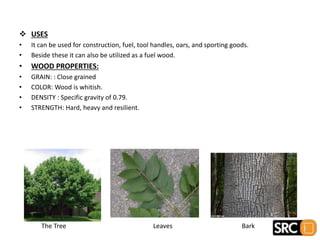  USES
• It can be used for construction, fuel, tool handles, oars, and sporting goods.
• Beside these it can also be utilized as a fuel wood.
• WOOD PROPERTIES:
• GRAIN: : Close grained
• COLOR: Wood is whitish.
• DENSITY : Specific gravity of 0.79.
• STRENGTH: Hard, heavy and resilient.
The Tree Leaves Bark
 