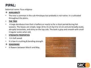 botanical name: Ficus religiosa
 AVAILABILTY
• The tree is common in the sub-Himalayas but probably is not native. It is cultivated
throughout the plains.
• THE TREE
• A large deciduous tree that is leafless or nearly so for a short period during hot
seasons. The leaves are simple, large 10 to 15 cm by 6 to 12 cm and are broadly ovate,
abruptly lanceolate, and shiny on the top side. The bark is gray and smooth with small
irregular scales when old.
• STRENGTH PROPERTIES
• It is Soft wood.
• It is low in crushing & bending strength.
 SEASONING
• It flowers between March and May.
 