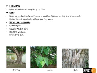  FINISHING
• It can be polished to a slightly good finish
 USES
• It can be used primarily for Furniture, bobbins, flooring, carving, and ornamental.
• Beside these it can also be utilized as a fuel wood.
• WOOD PROPERTIES:
• GRAIN: Spiral.
• COLOR: Whitish gray.
• DENSITY: Medium.
• STRENGTH: Soft.
The Tree Leaves Bark
 