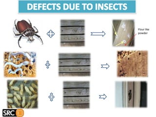  THEY FORM PIN HOLES OF SIZE ABOUT 2MM DIA IN
WOOD
 TUNNEL FORMATION IS DONE IN SAP WOOD BY LARVAE
OF BEETLE
 CONVERSION OF TIMBER INTO FLOUR LIKE POWDER
 THEY DO NOT DISTURB OUTER SHELL OR COVER
Flour like
powder
 