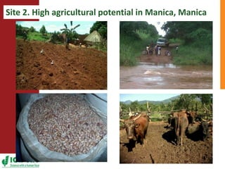  Towards resilient and profitable family farming systems in central Mozambique