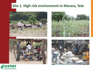  Towards resilient and profitable family farming systems in central Mozambique