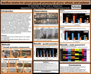 Bacillus strains for plant growth-promotion of corn, wheat, and soybean
Introduction
Methods
 Growth promotion assessment.
Observations
Results - growth promotion
Citations
1.Adesemoye, A. O., & Ugoji, E. O. (2009). Evaluating Pseudomonas aeruginosa as plant growth-promoting
rhizobacteria in West Africa. Archives of Phytopathology and Plant Protection, 42(2), 188-200.
2.Ahemad, M., & Kibret, M. (2014). Mechanisms and applications of plant growth promoting rhizobacteria: current
perspective. Journal of King Saud University-Science, 26(1), 1-20..
3.Kloepper, J. W., Schroth, M. N., & Miller, T. D. (1980). Effects of rhizosphere colonization by plant growth-promoting
rhizobacteria on potato plant development and yield. Phytopathology, 70(11), 1078-1082.
4.Kumar, A., Prakash, A., & Johri, B. N. (2011). Bacillus as PGPR in crop ecosystem. In Bacteria in agrobiology: crop
ecosystems (pp. 37-59). Springer, Berlin, Heidelberg.
5.Recep, K., Fikrettin, S., Erkol, D., & Cafer, E. (2009). Biological control of the potato dry rot caused by Fusarium
species using PGPR strains. Biological Control, 50(2), 194-198.
6.Yuen, G. Y., Godoy, G., Steadman, J. R., Kerr, E. D., & Craig, M. L. (1991). Epiphytic colonization of dry edible bean
by bacteria antagonistic to Sclerotinia sclerotiorum and potential for biological control of white mold disease. Biological
Control, 1(4), 293-301.
Plant growth-promoting rhizobacteria (PGPR) have potential to
increase plant growth via direct or indirect mechanisms (1;2;6).
Both mechanisms may involves the exhibition of one or more
plant growth promotion related physiological traits. Several
bacteria genera are recognized with PGPR activity, but Bacillus,
Burkoldhera and Pseudomonas are most studied as PGPR (5).
Among all PGPR, bacillus – the endospore-forming, Gram-
positive bacteria - are most attractive. Their cells can survive
under harsh environmental conditions because of their stress-
tolerant endospores. The attribute also elongate shelf life of
bacillus cells in formulations. These qualities make bacillus
PGPR more attractive to many researchers (4). Therefore in this
study, 12 bacillus strains belonging to the genera Bacillus,
Paenibacillus and Lysinibacillus from wheat rhizosphere in
Nebraska, were evaluated for plant growth-promotion potentials
in greenhouse and laboratory experiments.
Objectives
1.To identify strain that can increase growth on corn, soybean,
and wheat plants.
2.To relate strains’ growth promotion efficacy to their in vitro
physiological traits.
R. Akinrinlola, G. Yuen, and T. Adesemoye.
Department of Plant Pathology, University of Nebraska-Lincoln.
Fig. 1. Strains (A, B, and C) increased corn root growth compared
to control (D).
Fig. 2. Strains (R180, R181 and KPS46) increased corn seedling
root numbers and size compared to control (PB).
AcknowledgementThis study was a part of the Multistate Research Project W3147: Managing Plant-Microbe Interactions in Soil to Promote Sustainable Agriculture.
Funding was provided by Agricultural Research Division, Institute of Agriculture and natural resources, University of Nebraska- Lincoln
Seed treatment Seed sowing Data collection at 20 days
Phosphate
solubilization
Indole acetic
acid production
Siderophore
activity
Direct plant growth
in pouches.
Antibiosis Chitinase ProteaseBiosurfactant
 Traits assessment.
Negative
Control
KPS46 R180 R181
A B
C D
Results:-
Bacillus strains increased soybean root growth significantly, up to 144%
compared to control (Fig. 4).
Fig.4. Effects of bacillus strains on soybean root growth
Fig. 5. Effects of bacillus strains on wheat root growth
Results:-
Bacillus strains increased wheat root growth significantly, up to 154%
compared to control (Fig. 5).
 Bacillus strains increased corn root growth significantly, up to
154% compared to control (Fig. 1 and 3).
Fig.3. Effects of bacillus strains on corn root growth
Fig. 6. Plant growth promotion-related traits exhibited by bacillus strains in vitro.
Results – traits assessment.
 Bacillus strains exhibited multiple strains
 Most strains positive for direct mechanisms – proteolysis, IAA and pouch
assay (Fig. 6.)
Conclusions
Bacillus has potentials for improving crop productivity.
Bacillus has broad mechanisms of action.
Growth promotion potentials of bacillus strains are not
dependent on the physiological traits exhibited in vitro.
Screening of potential PGPR is best conducted by pot exp.
 