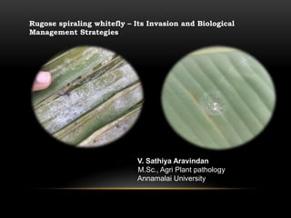 Rugose spiraling whitefly – Its Invasion and Biological
Management Strategies
V. Sathiya Aravindan
M.Sc., Agri Plant pathology
Annamalai University
 